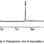 Figure 6: Phylogenetic tree of Aspergillus niger.