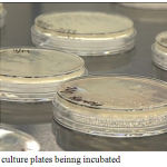 Figure 1: culture plates beinng incubated.