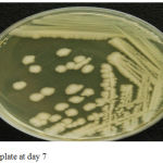 Figure 4: culture plate at day 7.