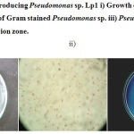 Figure 1: Lipase producing Pseudomonas sp. Lp1 i) Growth on Nutrient agar ii) Microscopic view of Gram stained Pseudomonas sp. iii) Pseudomonas sp.Lp1 showing precipitation zone.