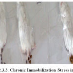 Figure 1: Chronic Immobilization Stress in Mice.