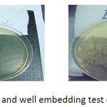 Figure 1: E.coli; E-test and well embedding test of Pistacia atlantica