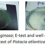 Figure 2: P.aeruginosa; E-test and well embedding test of Pistacia atlantica