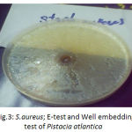 Figure 3: S.aureus; E-test and Well embedding test of Pistacia atlantica