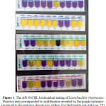 Figure 1. The API 50CHL biochemical testing of Lactobacillus rhamnosus; Positive tests corresponded to acidification revealed by the purple indicator contained in the medium changing to yellow; For the Esculin test (tube no. 25), a change in color from purple to black is observed.