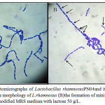 Figure 2. Photomicrographs of Lactobacillus rhamnosusPN04and its minicells (100X). (A) the morphology of L.rhamnosus (B)the formation of minicells (black arrow) in the modified MRS medium with lactose 50 g/L.