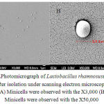 Figure 4.Photomicrograph of Lactobacillus rhamnosusminicells after isolation under scanning electron microscope. (A) Minicells were observed with the X3,000 (B) Minicells were observed with the X50,000
