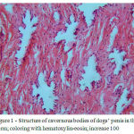 Figure 1: Structure of cavernous bodies of dogs’ penis in the norm; coloring with hematoxylin-eosin; increase 100