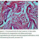 Figure 2: Cavernous body of a dog’ penis in 14 days after introduction of a magnesium rod; edema and scanty lymphohistiocytic and perivascular lymphoid infiltration; coloring with hematoxylin-eosin; increase 100