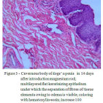 Figure 3: Cavernous body of dogs’ a penis in 14 days after introduction magnesium rod; multilayered flat keratinizing epithelium under which the separation of fibres of tissue elements owing to edema is visible; coloring with hematoxylin-eosin; increase 100 thickened fibrosised partitions. In a lumen of separate cavities there are parietal calcifications (Figure 7).
