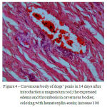 Figure 4: Cavernous body of dogs’ penis in 14 days after introduction a magnesium rod; the expressed edema and thrombosis in cavernous bodies; coloring with hematoxylin-eosin; increase 100