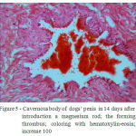 Figure 5: Cavernous body of dogs’ penis in 14 days after introduction a magnesium rod; the forming thrombus; coloring with hematoxylin-eosin; increase 100