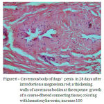 Figure 6: Cavernous body of dogs’ penis in 28 days after introduction a magnesium rod; a thickening walls of cavernous bodies at the expense growth of a coarse-fibered connecting tissue; coloring with hematoxylin-eosin; increase 100