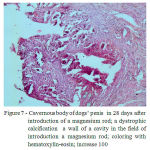 Figure 7: Cavernous body of dogs’ penis in 28 days after introduction of a magnesium rod; a dystrophic calcification a wall of a cavity in the field of introduction a magnesium rod; coloring with hematoxylin-eosin; increase 100