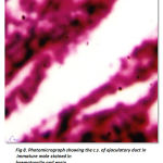 Fig 8. Photomicrograph showing the c.s. of ejaculatory duct in immature male stained in haematoxylin and eosin. Ss – Secretory substances, Sg – Secretory granules.