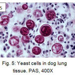 Figure 5: Yeast cells in dog lung tissue. PAS, 400X
