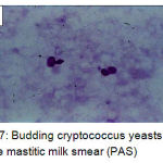Figure 7: Budding cryptococcus yeasts in the mastitic milk smear (PAS)