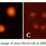 Figure 1: DNA comet image of mice blood cell in different group（×100）.