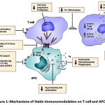 Figure 1: Mechanisms of Statin Immunomodulation on T-cell and APC Functions