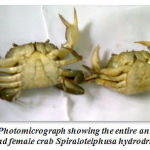 Figure 1: Photomicrograph showing the entire animal of male and female crab Spiralotelphusa hydrodrma