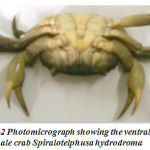 Figure 2: Photomicrograph showing the ventral view of male crab Spiralotelphusa hydrodroma