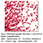 Figure 4: Photomicrograph showing c.s of testis at higher magnification. Spm – Sperm mass, Ss – Secretory substances, Lu – Lumen, Spg – Spermatogonial cells