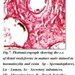Figure 7: Photomicrograph showing the c.s. of distal vasdeferens in mature male stained in haematoxylin and eosin Sp – Spermatophores, Lu – Lumen, Ss – Secretory substances, Ml – Muscular layer P – Pouch Note the pouches filled with spermatophores