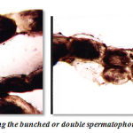 Figure 9: Photograph showing the bunched or double spermatophoric cord.