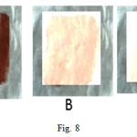 Figure 8: Application of protease enzyme as a detergent additive. A) Dried cloth from flask containing D/W, B) Dried cloth from flask containing D/W +1 mg/ml detergent, C) Dried cloth from flask containing D/W + +1 mg/ml detergent + 2 ml enzyme.