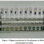 Figure 1: Pigment production by Pseudomonas at different concentration of CuSO4