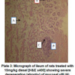 Figure 5: Micrograph of ileum of rats treated with 15mg/kg diesel [H&E x400] showing severe degeneration (atrophy) of mucosal villi (A), without involving the Brunner’s glands (B) and a normal lymphoid aggregate in the lamina propria (C) and Payer’s patches (P).