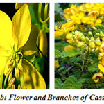 Figure 1 a and b: Flower and Branches of Cassia fistula