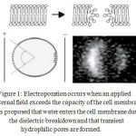 Figure 1: Electroporation occurs when an applied external field exceeds the capacity of the cell membrane. It is proposed that water enters the cell membrane during the dielectric break down and that transient hydrophilic pores are formed.