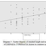 Figure 5: scatter diagram of standard length and number of lernaea cyprinacea lesions in common carp.