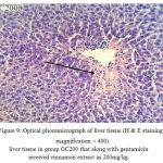 Figure 9: Optical phoromicrograph of liver tissue (H & E staining, magnification × 400) liver tissue in group GC200 that along with gentamicin received cinnamon extract as 200mg/kg.