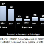 Figure 1: Number of infected fish esterpotokosis disease compared to separation of infected tissue and cause disease in both the total pool