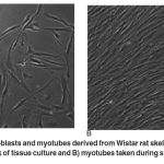 Figure 1: Representative myoblasts and myotubes derived from Wistar rat skeletal muscle. A) myoblasts taken during the third week of tissue culture and B) myotubes taken during sixth week of tissue culture