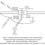 Figure 4: Schematic summary of the regulation of extra- and intracellular adenosine and inosine concentrations.ATP: adenosine tri-(di-, mono-) phosphate; ADP; adenosine diphosphate; AMP; adenosine monophosphate. IMP;inosine monophosphate(Marshall, 2000; Spielman et al., 1991)