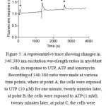 Figure 5: A representative trace showing changes in 340:380 nm excitation wavelength ratios in myoblast cells, in response to UTP, ATP and ionomycin. Recording of 340:380 ratio were made at various time points, where at point A, the cells were exposed to UTP (10 µM) for one minute, twenty minutes later, at point B, the cells were exposed to ATP (1 mM), twenty minutes later, at point C, the cells were exposed to ionomycin (4 µM); (imaged from four animals; 150-250 cells/animal).