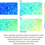 Figure 6: Ratiometric pseudocolour images of myoblast cells. A; basal, B, myoblast cells following exposure to 10 µM UTP; C, myoblast cells following exposure to 1 mM ATP; D, myoblast cells following 4 µM ionomycin; E, colour scale, arbitrary numbers representing 340:380 ratios.