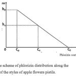 Figure 3: The scheme of phlorizin distribution along the length of the styles of apple flowers pistils.
