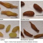 Figure 1: Seeds of some representatives of the subfamily Sedoideae