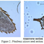 Figure 2: Phedimus aizoon seed section