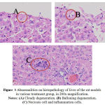 Figure 3: Abnormalities on histopathology of liver of the rat models in various treatment group, in 200x magnification. Notes: (A) Cloudy degeneration. (B) Balloning degeneration. (C) Necrosis cell and inflammation cells.