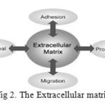 Fig 2. The Extracellular matrix