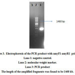 Figure 3. Electrophoresis of the PCR product with amyF1-amyR1 primers Lane 1: negative control. Lane 2: molecular weight marker. Lane 3: PCR product The length of the amplified fragments was found to be 1460 kb.