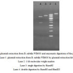Figure 8: plasmid extraction from B. subtilis WB600 and enzymatic digestions of the plasmids. Lane 1: plasmid extraction from B. subtilis WB600 by plasmid extraction kit. Lane 2: 1 kb molecular weight marker. Lane 3: single digestion by BamHI Lane 4: double digestion by BamHI and HindIII