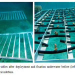 Fig. 4. Nursery tables after deployment and fixation underwater before (left), and after (right) the fixation of coral nubbins.