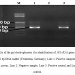 Figure 1. Results of the gel electrophoresis for identification of 16S rRNA gene of the S. aureus strains. M: 100 bp DNA ladder (Fermentas, Germany), Line 1: Positive samples for 16S rRNA gene of the S. aureus, Line 2: Negative sample, Line 3: Positive control and Line 4: Negative control.