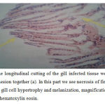 Figure (4): the longitudinal cutting of the gill infected tissue we can see Gill filaments adhesion together (a). In this part we see necrosis of first part of Gill filaments, (b) gill cell hypertrophy and melanization, magnification is 400, and colored with hematoxylin eosin.